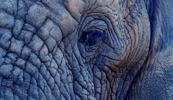 dry-skin-treatment-elephant